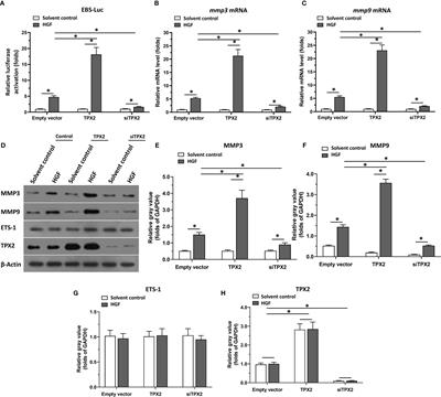 TPX2 Enhanced the Activation of the HGF/ETS-1 Pathway and Increased the Invasion of Endocrine-Independent Prostate Carcinoma Cells